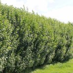 Vtáčí zob vajcolistý (Ligustrum Ovalifolium) - výška 30-50 cm, kont. C2L